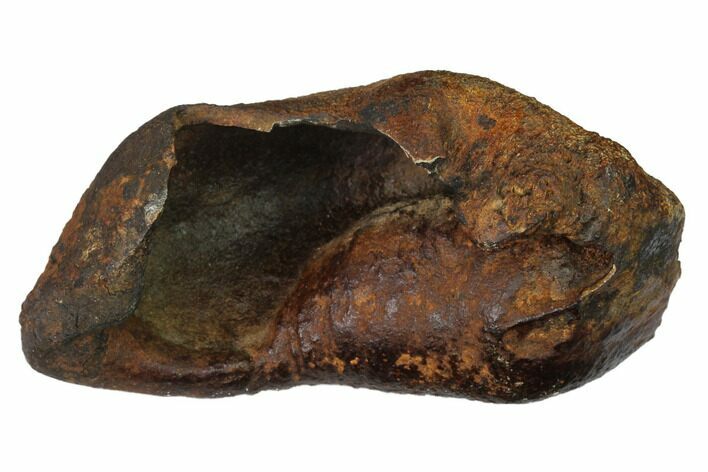 Fossil Whale Ear Bone - Miocene #144904